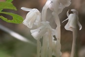 Indian Pipe